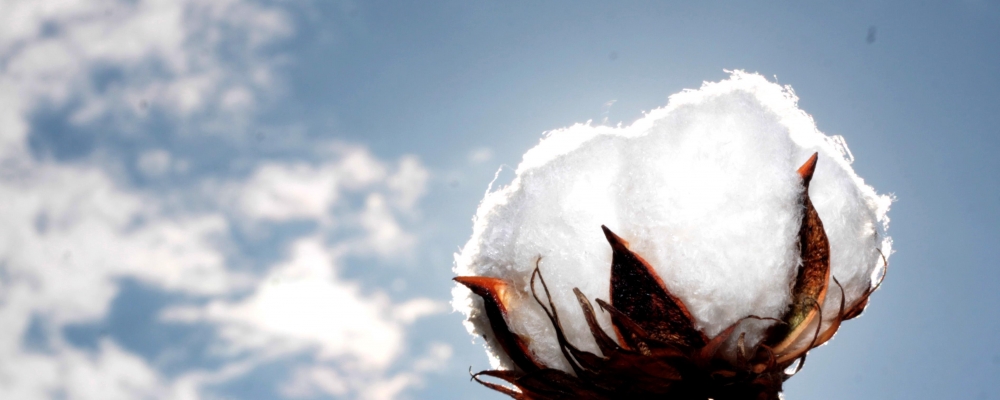 Produção de algodão terá leve alta em Minas