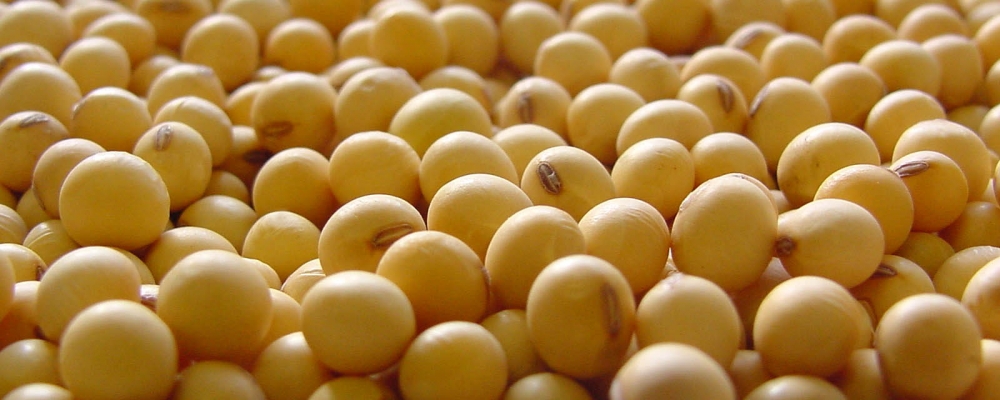 Brasil pode virar líder na produção de soja em 14/15, diz ministro