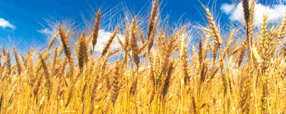 Plantio de trigo se intensifica no Paraná e começa no RS‏