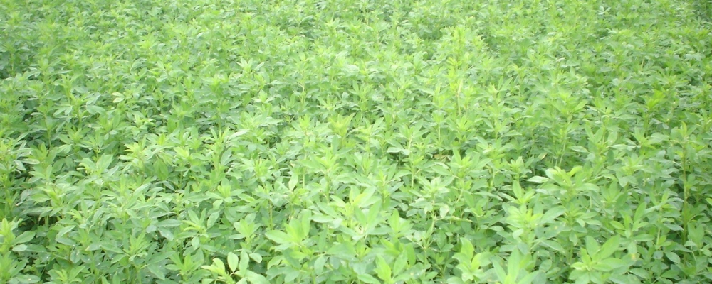 Alfafa de Bandeirantes (PR) conquista o mercado nacional