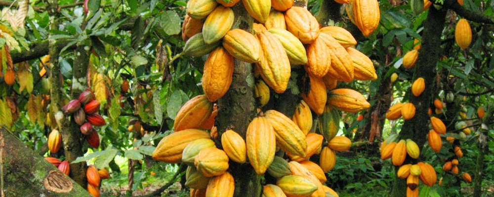 Preço mínimo do cacau aumenta em quase 12% para o Nordeste