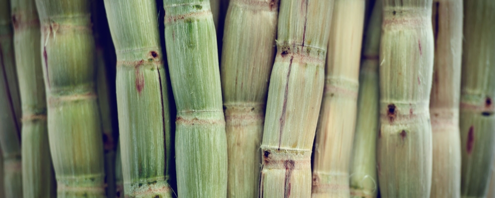 FMC destaca soluções para superar desafios do setor de cana