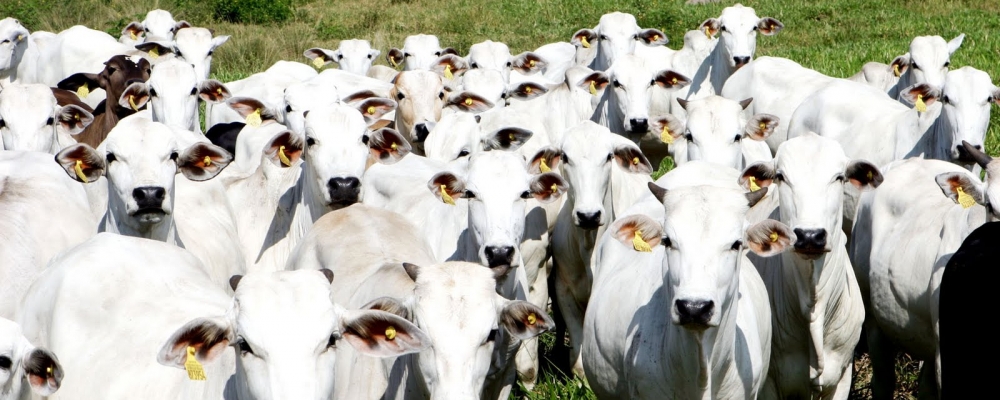 Boi gordo: mercado pressionado com negócios em ritmo lento