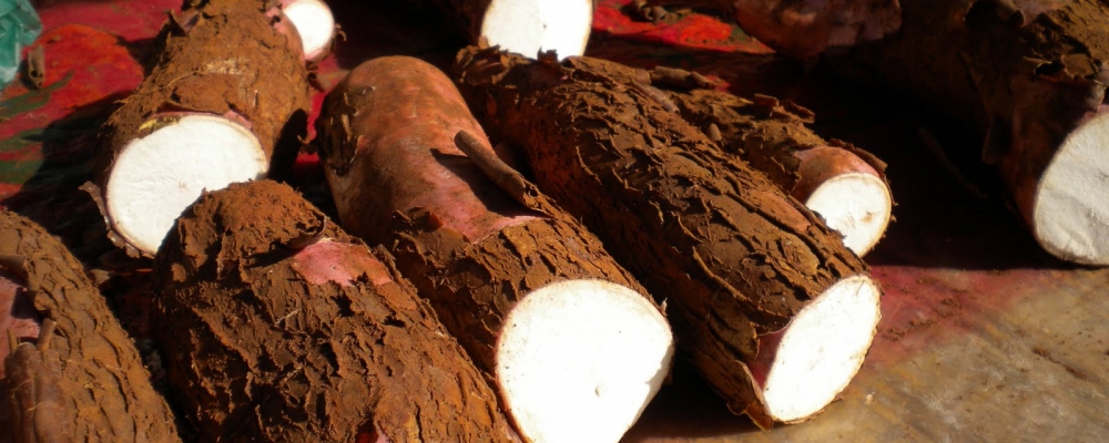 Mandioca/CEPEA: Preço baixo e chuva diminuem ritmo de moagem