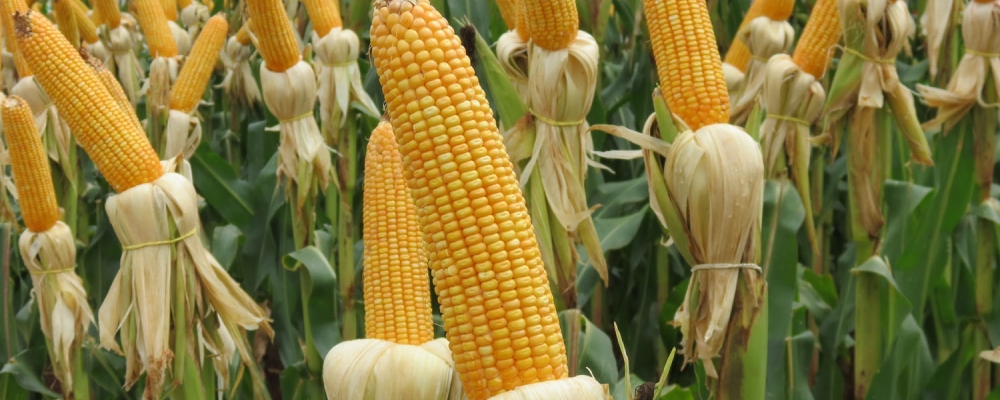 Rally da Safra avalia milho safrinha no MS e PR