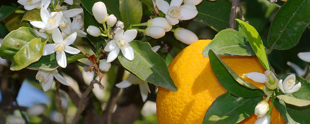 Arysta apresenta OBNY® no principal evento da citricultura, em Cordeirópolis (SP