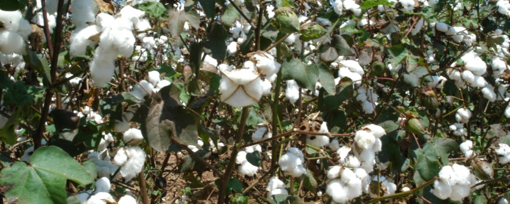 Oferta mundial de algodão será quase 90% maior do que a demanda na próxima safra