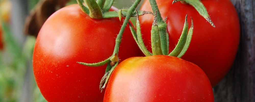 Tomate Serato F1 oferece benefícios tanto ao produtor quanto ao consumidor final