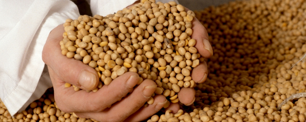 Preço da soja permanece inalterado à espera do USDA 
