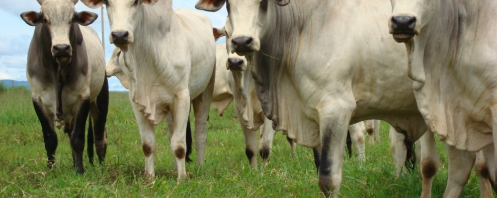 Mercado do boi gordo firme