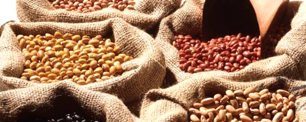 RJ: Produção agrícola de feijão é intensificada