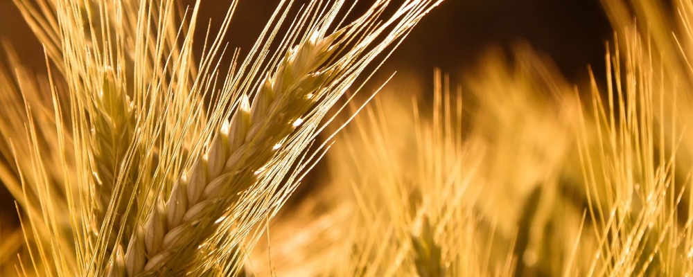 RS pode anunciar redução de ICMS do trigo esta semana 