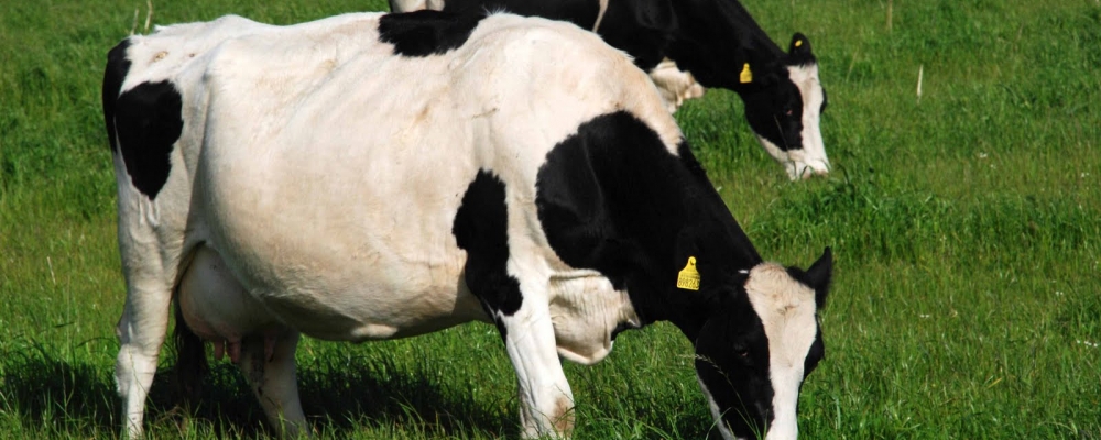 Aumento nos abates de fêmeas aumenta preço da vaca gorda em MT