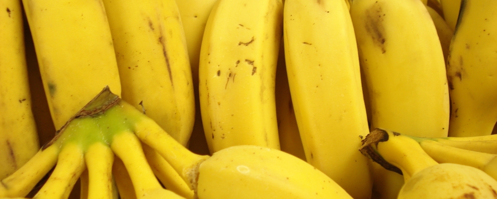 Encontro de Fruticultores debate pragas da banana