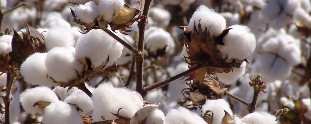 Brasil exportou 21 mil/t de algodão em junho, segundo MDIC