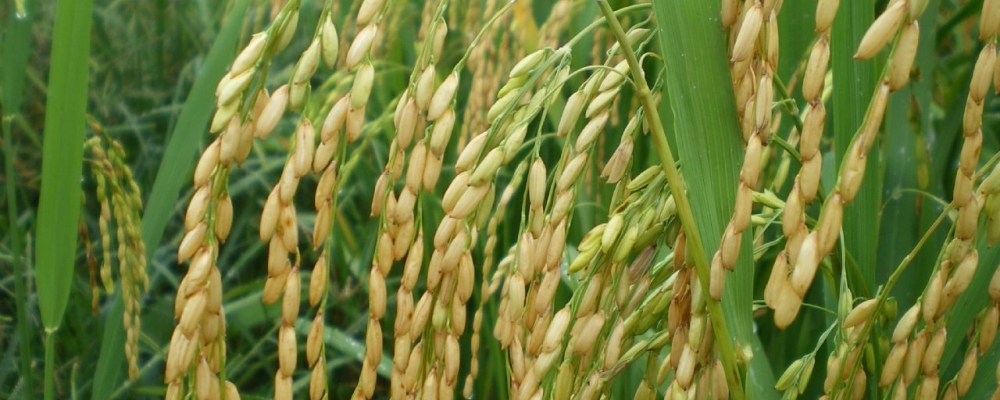 Arroz/CEPEA: Pressão compradora mantém cotação em queda