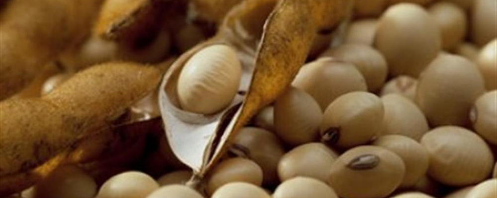 Soja em grão lidera exportações brasileiras no 1º semestre