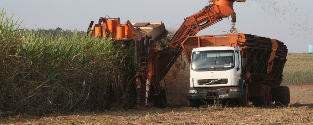 Cana: Seca facilita colheita em 2014