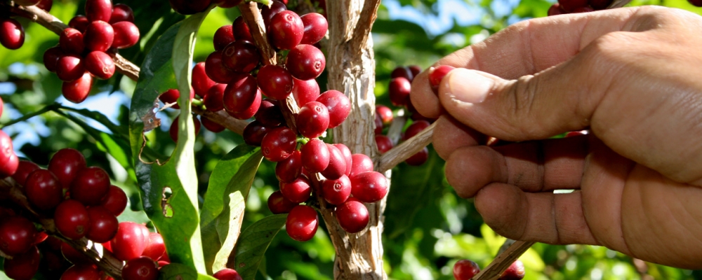 Colheita de café da Cooxupé avança para metade da safra projetada