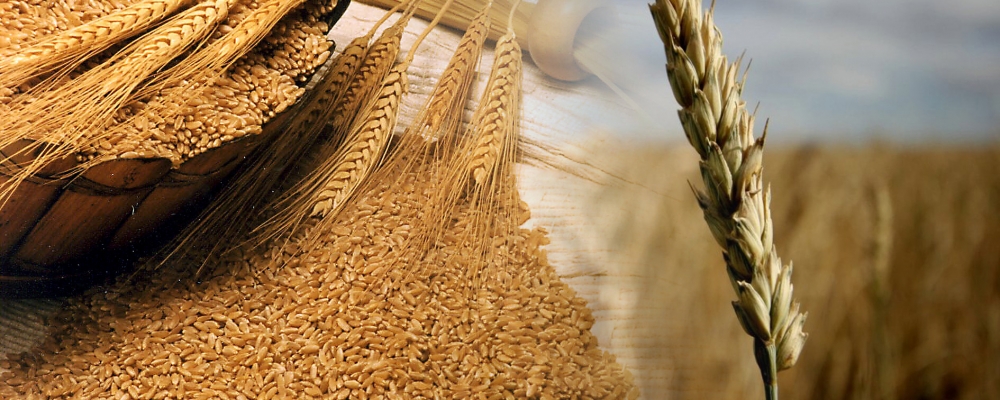 Relação entre oferta e demanda de trigo no Mercosul é de 17,39%