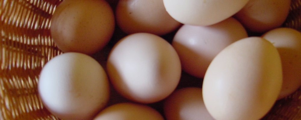 Ovos/CEPEA: Em queda desde abril, preços têm elevação expressiva