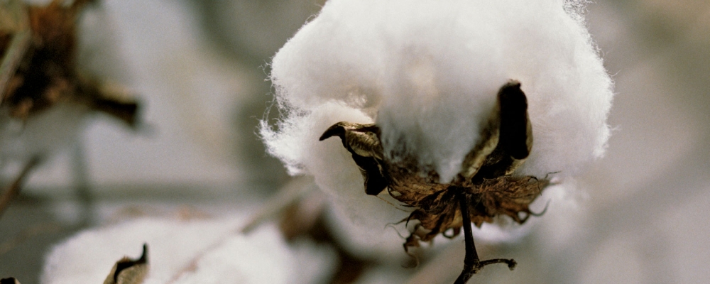 Com destaque para o algodão, PIB do setor tem alta de 1,22% no quadrimestre
