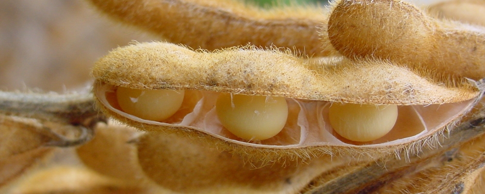 Produtor escolhe soja Coodetec e é campeão no Centro-Oeste do Brasil
