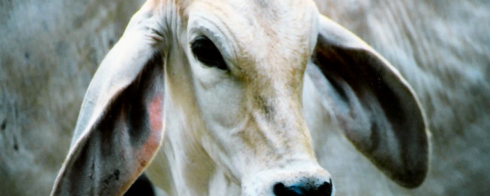 Gado indiano revolucionou pecuária