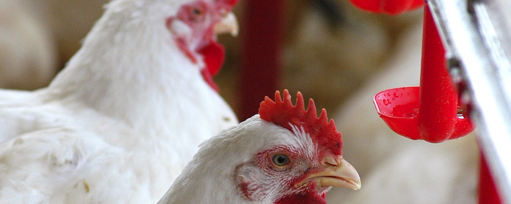 Brasil pode atender demanda por frango da Rússia após embargo aos EUA