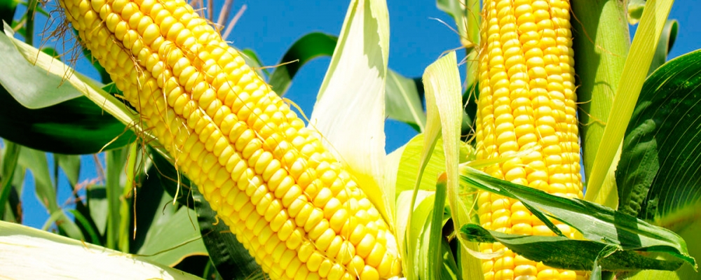 Governo autoriza R$500 mi para apoio ao milho; favorece exportação