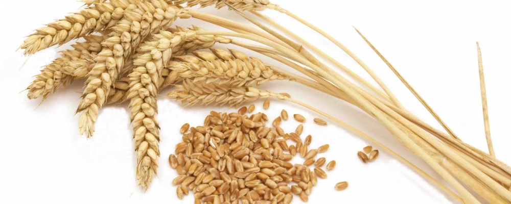 Trigo/CEPEA: Aumento das importações e colheita próxima pressionam valores