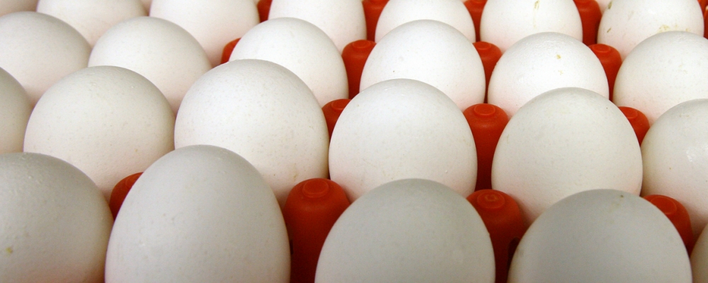 Ovos: semana abre com novo reajuste