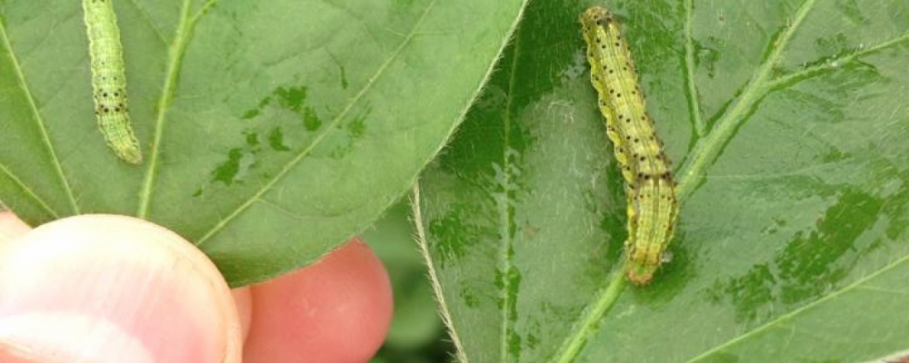 Inimigos naturais são aliados no controle da lagarta helicoverpa