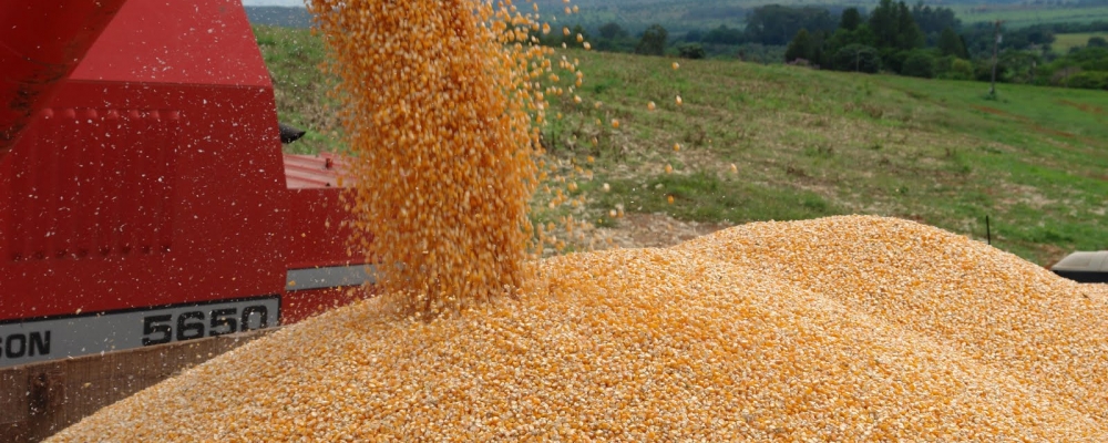 Exportação de milho do Brasil volta a acelerar em agosto, aponta Secex