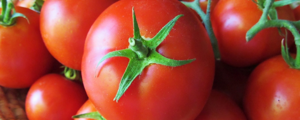 Produtor rural colhe tomate gigante em distrito de MS