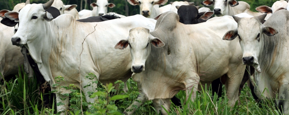 Marfrig tem recorde de abate de bovinos em julho com exportação histórica