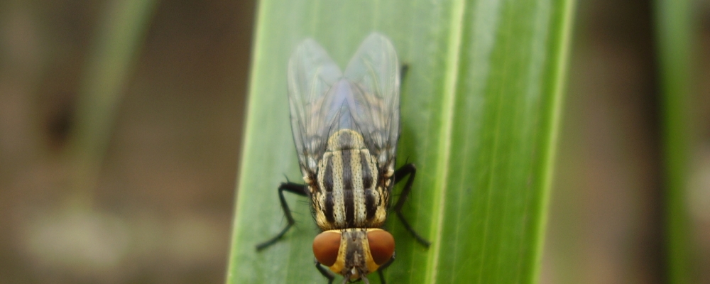 MS: Surto da mosca-de-estábulo assusta produtores rurais