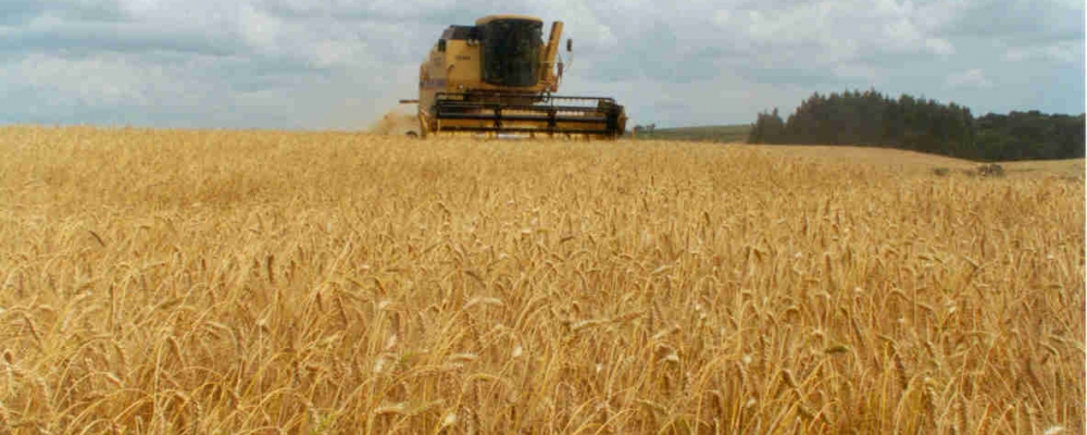 Início da colheita eleva pressão sobre preços do trigo