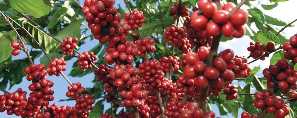 Cafeicultores do Brasil afetados pela seca buscam mecanização para reduzir custos