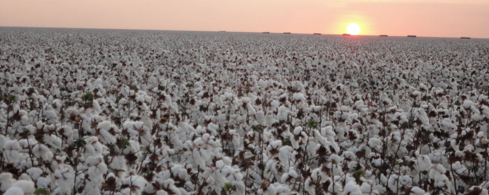Área de algodão vai crescer 8% em 2014/15 no Brasil, estima Agroconsult