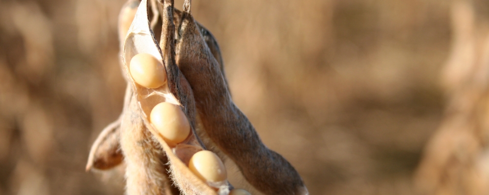 Soja: Tudo pronto para setembro