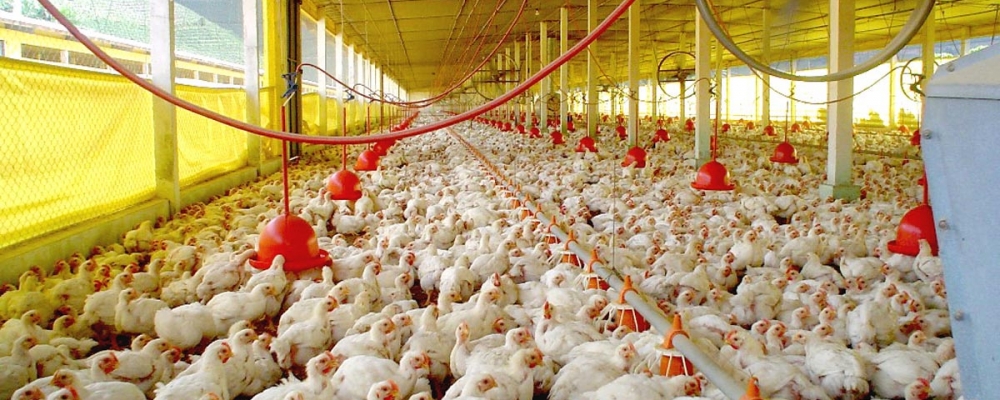 Desempenho do frango vivo em agosto de 2014