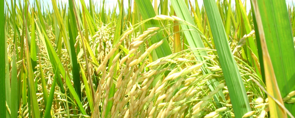 ARROZ/CEPEA: Otimista, produtor inicia neste mês o plantio da nova safra