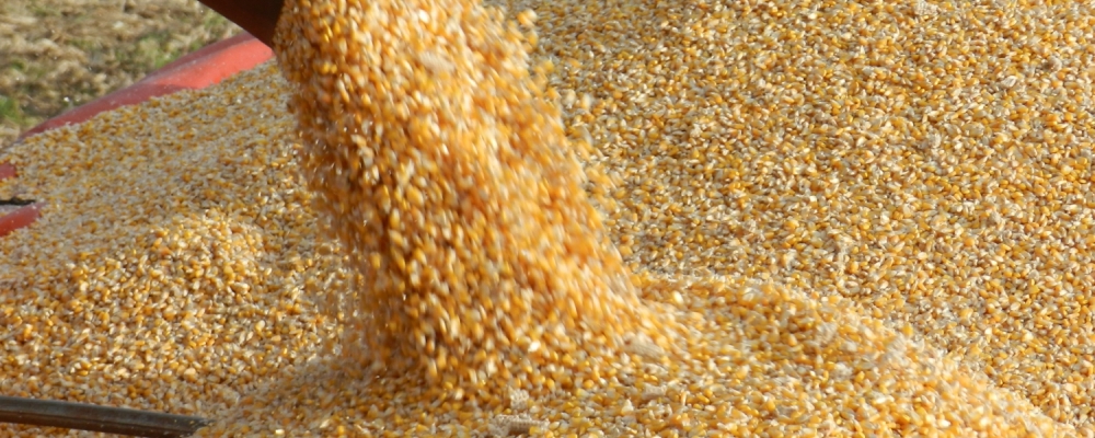 MS colhe 8,3 milhões de toneladas de milho e é o 3° maior produtor do país