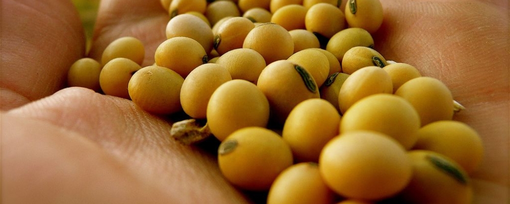 Safra de soja do Brasil 14/15 estimada em recorde de 95,1 mi t