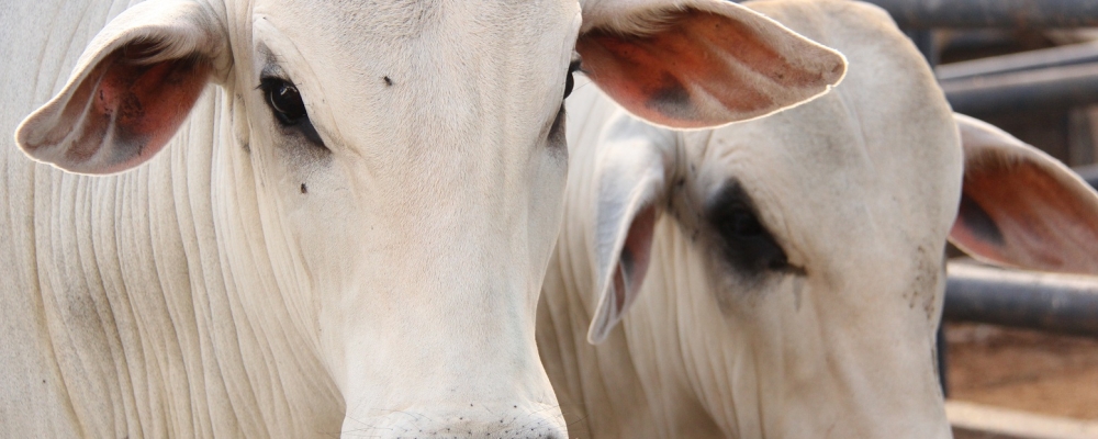 Boi gordo: ligeira melhora na oferta, mas preços estão firmes