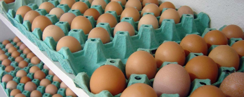 Ovos/Cepea: Apesar do descarte de poedeiras, ovos se mantêm desvalorizados