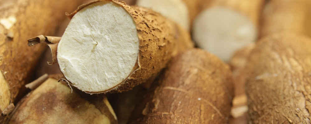 Projeto visa alavancar produção de mandioca no Tocantins