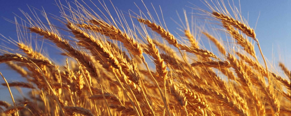 Governo dá suporte aos produtores de trigo