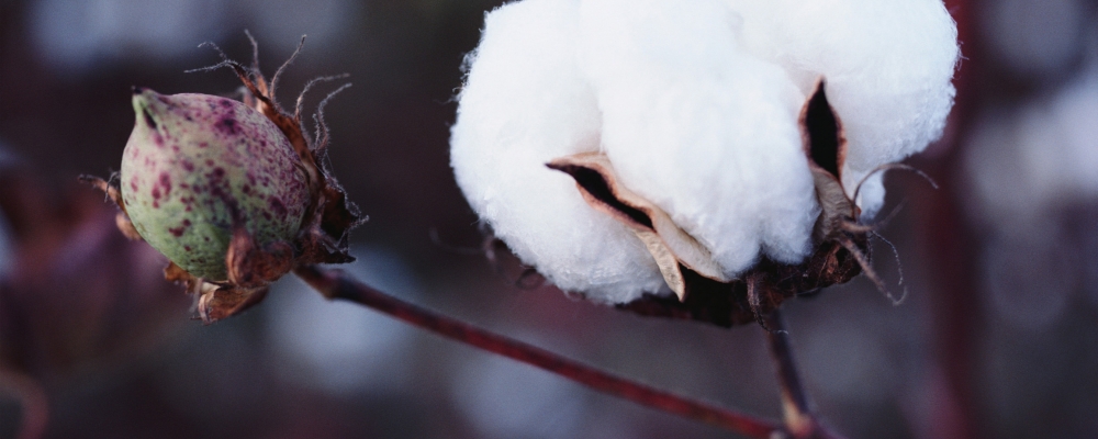 Algodão: custo de produção aumentou 3,27% em agosto em MT